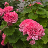 Jägershus Gogodansaren Pelargonium Cutting