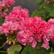 Jägershus Gogodansaren Pelargonium Cutting