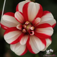 Jamaica Dahlia Tuber