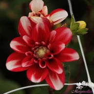 Jamaica Dahlia Tuber