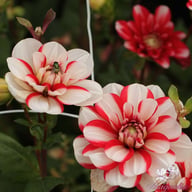 Jamaica Dahlia Tuber