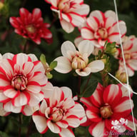 Jamaica Dahlia Tuber