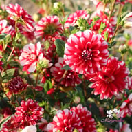 Jamaica Dahlia Tuber