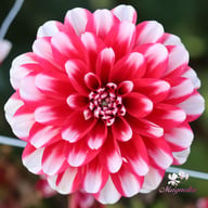 Jamaica Dahlia Tuber