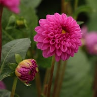 Jan Van Schaffelaar Dahlia Tuber