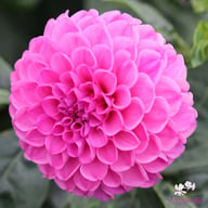 Jan Van Schaffelaar Dahlia Knöl