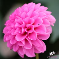 Jan Van Schaffelaar Dahlia Knöl