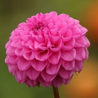 Jan Van Schaffelaar Dahlia Tuber