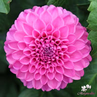 Jan Van Schaffelaar Dahlia Knöl
