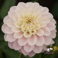 Janick's Symphony Dahlia Knöl