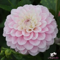 Janick's Symphony Dahlia Knöl