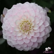 Janick's Symphony Dahlia Knöl