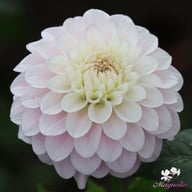 Janick's Symphony Dahlia Knöl