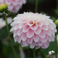 Janick's Symphony Dahlia Knöl
