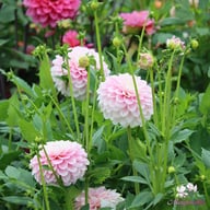 Janick's Symphony Dahlia Knöl