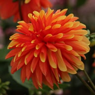 Japlou Dahlia Tuber
