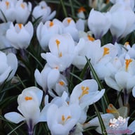 Jeanne d'Arc Crocus Bulbs