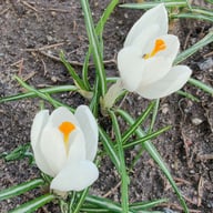 Jeanne d'Arc Crocus Bulbs