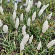 Jeanne d'Arc Crocus Bulbs