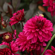 Jennifer Mary Ellen Dahlia Tuber