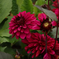 Jennifer Mary Ellen Dahlia Tuber