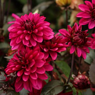 Jennifer Mary Ellen Dahlia Tuber