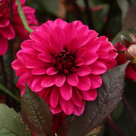 Jennifer Mary Ellen Dahlia Tuber