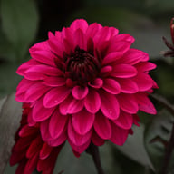 Jennifer Mary Ellen Dahlia Knöl