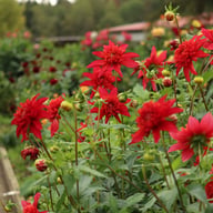 Jive Dahlia Tuber