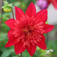 Jive Dahlia Tuber