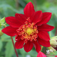 Jive Dahlia Tuber