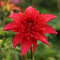 Jive Dahlia Tuber