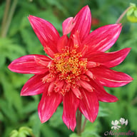 Jive Dahlia Tuber