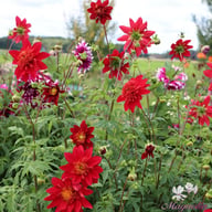 Jive Dahlia Tuber