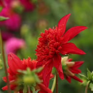 Jive Dahlia Tuber