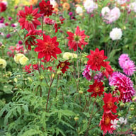 Jive Dahlia Tuber