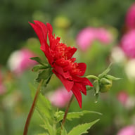 Jive Dahlia Tuber