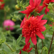 Jive Dahlia Tuber