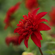 Jive Dahlia Tuber