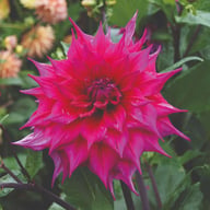 Jocondo Dahlia Tuber