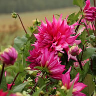 Jocondo Dahlia Tuber