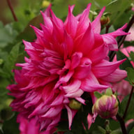 Jocondo Dahlia Tuber