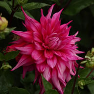 Jocondo Dahlia Tuber