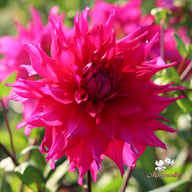 Jocondo Dahlia Tuber