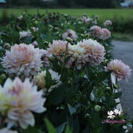 Joel's Favourite Dahlia Tuber