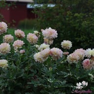 Joel's Favourite Dahlia Tuber