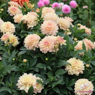 Joel's Favourite Dahlia Tuber