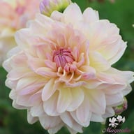 Joel's Favourite Dahlia Tuber