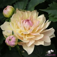 Joel's Favourite Dahlia Tuber
