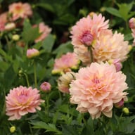 Joel's Favourite Dahlia Knöl